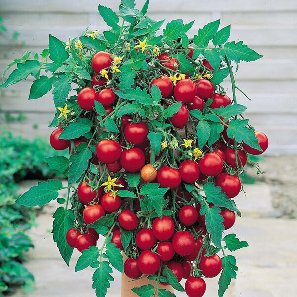 Tumbling Tom Red. Red cherry tomato seeds, balcony, pot, hanging tomatoes.