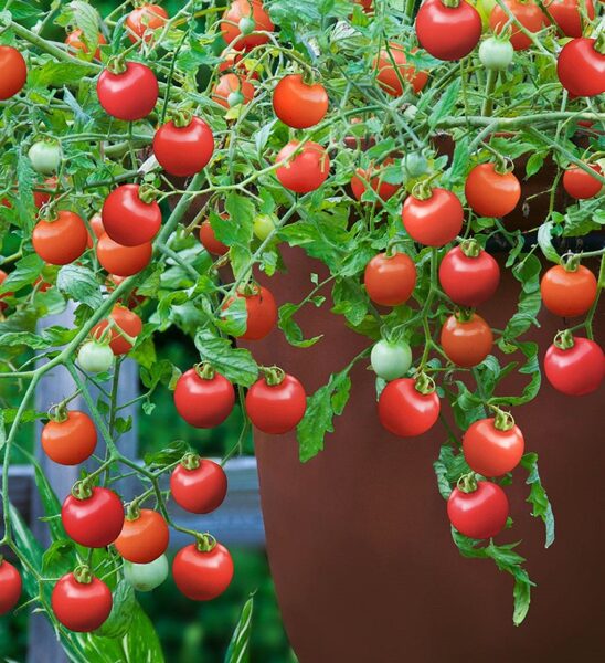 Tumbling Tom Red.Sementes de tomate cereja vermelho, varanda, panela, tomates pendurados.