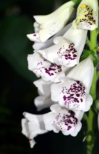 Baltās uzpirkstītes. Digitalis purpurea.