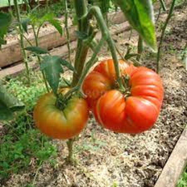 VIRGINIA SWEETS Tomates de invernadero grandes, bicolores. Variedad antigua. Semillas de tomate.