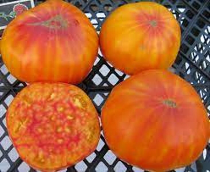 VIRGINIA SWEETS. Divkrāsaini, lieli siltumnīcas tomāti. Senā šķirne. Tomātu sēklas.