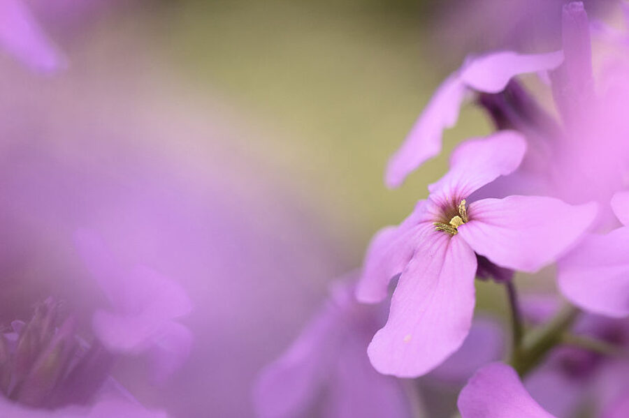 Smaržīgā vakarene. Hesperis matronalis. 