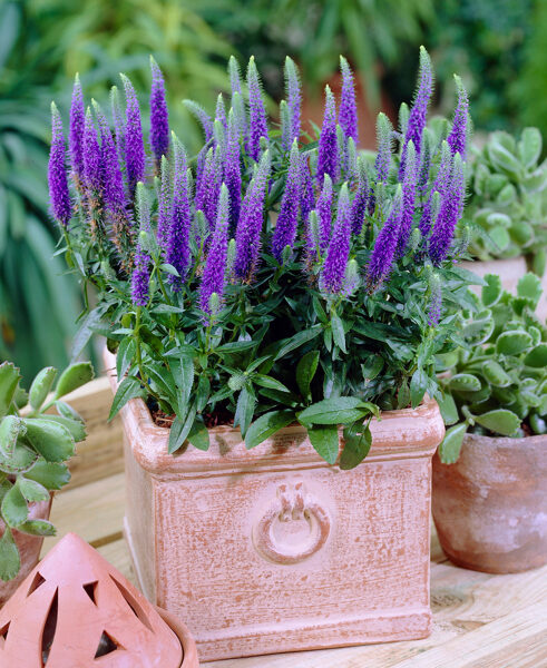 Veronica Spicata Blue Bouquet. Seeds.