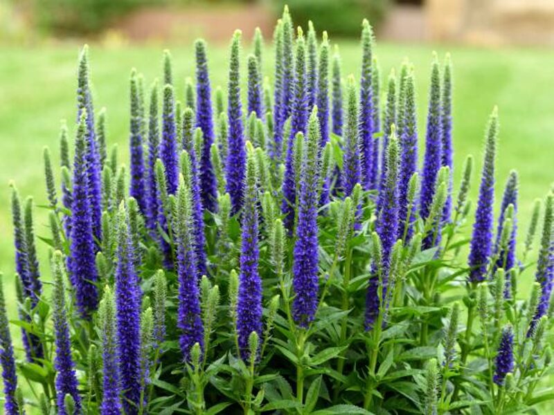Veronica Spicata mėlyna puokštė. Sėklos.