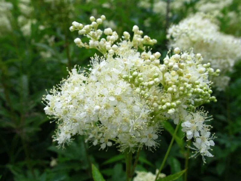 Vīgriezes. Filipendula ulmaria. 