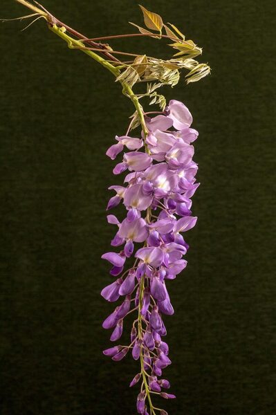 Chinese wisteria. Wisteria sinesis.