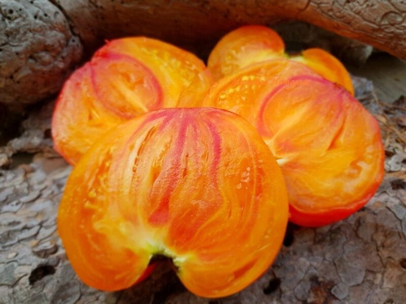 ZOLOTYE GORY MEDEO. Pomidorų sėklos.