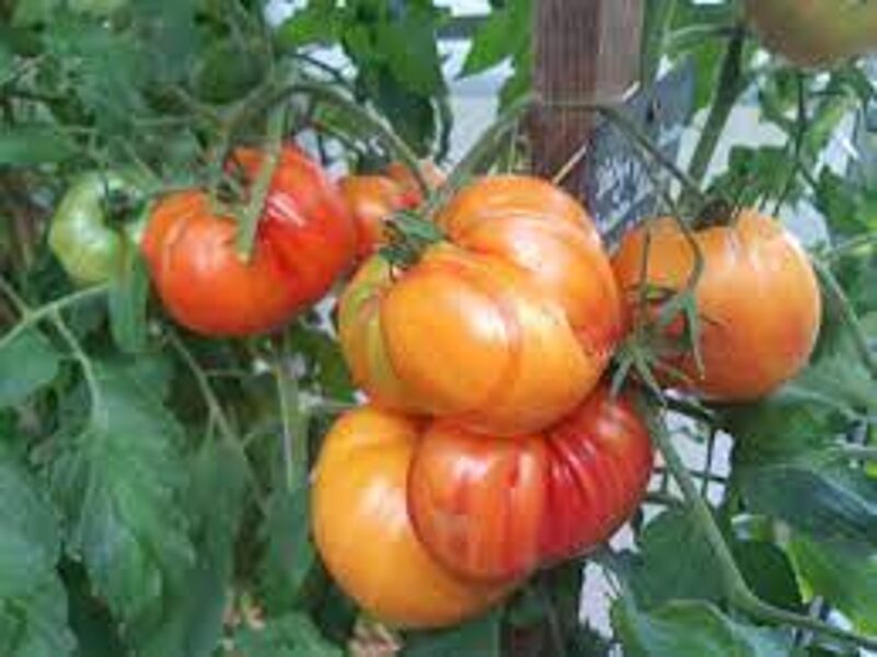 ZOLOTYE GORY MEDEO. Tomatoes seeds. 