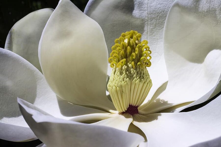 Ziemeļu magnolija. Sēklas. Magnolia kobus. 