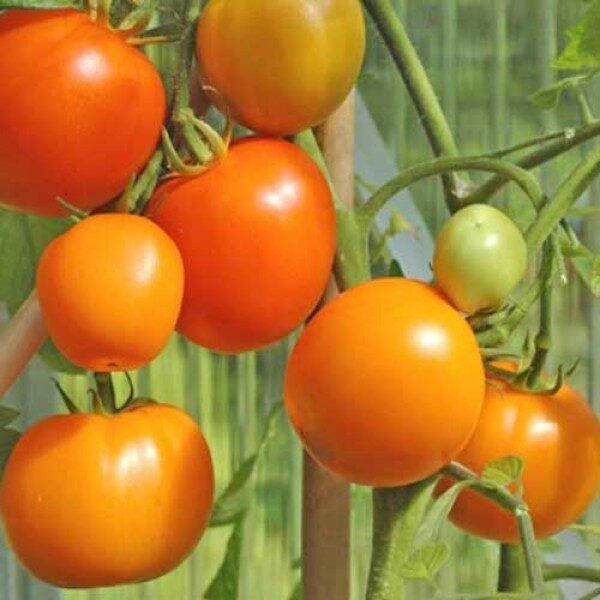 Tomates de serre orange Zloty Ozarowski.
