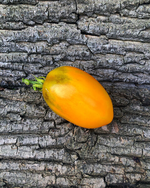 Zolotoy Konigsberg. Beautiful, bright, tasty, greenhouse, field plum-type tomatoes. Tomato seeds.