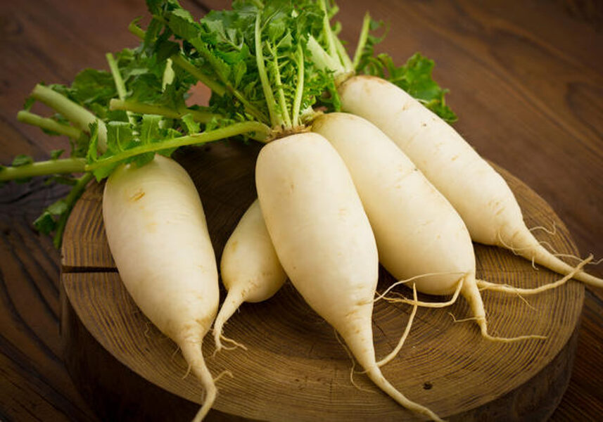Rutches Agata. Raphanus sativus L. Seeds.