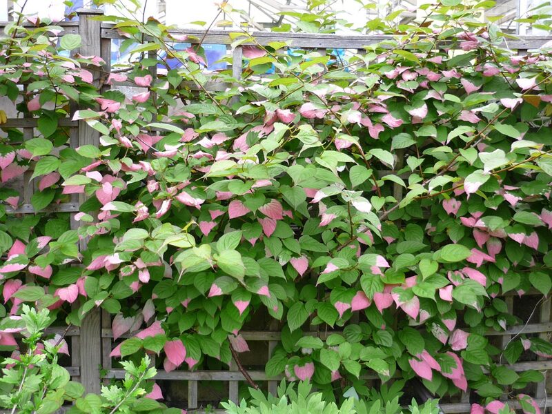 Artic Kiwi. Actinidia kolomikta.