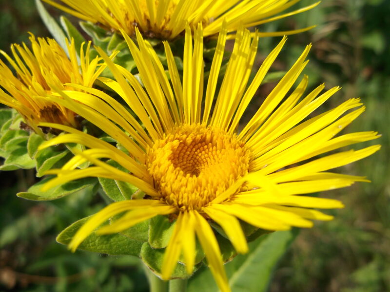 Helēnija ālante. . Inula helenium. 