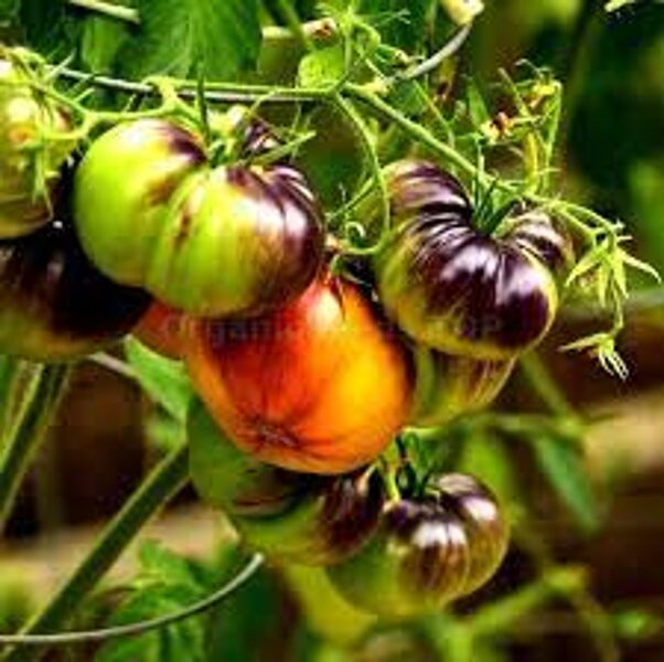 Alise's dream. ( Alises sapnis)Krāsainu tomātu sēklas. Reta šķirne