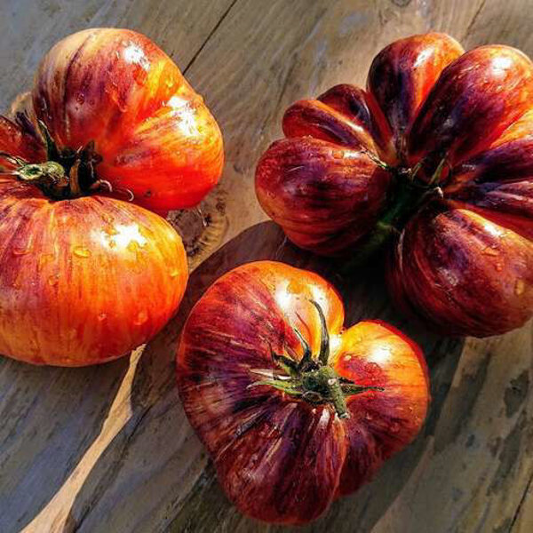 Alise's dream. Multi-colored tomatoes in a greenhouse. Rare variety