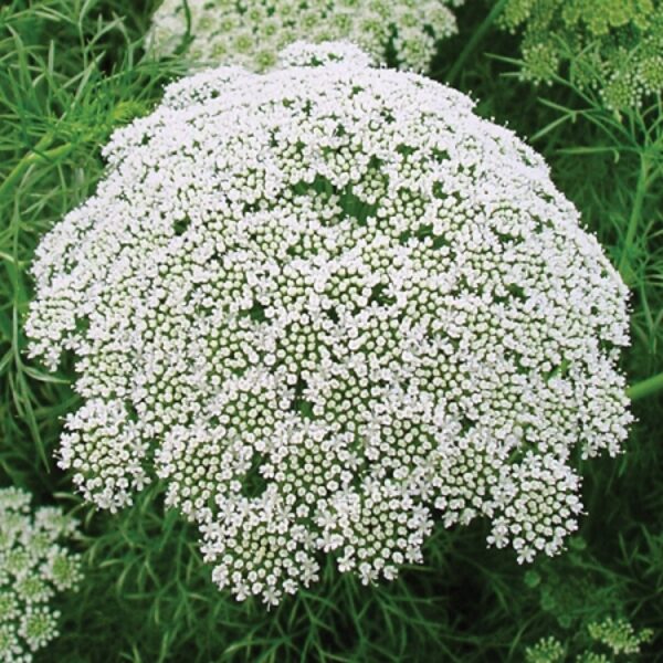 Bishop's Weed. Ammiya. Frø af årlige blomster, tørre, dekorative blomster.
