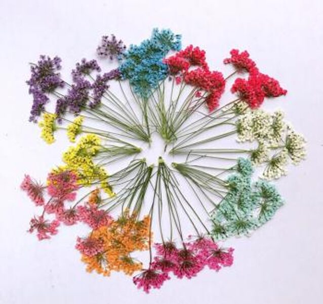 Erva-do-bispo. Amiya. Sementes de flores anuais, secas, flores decorativas.