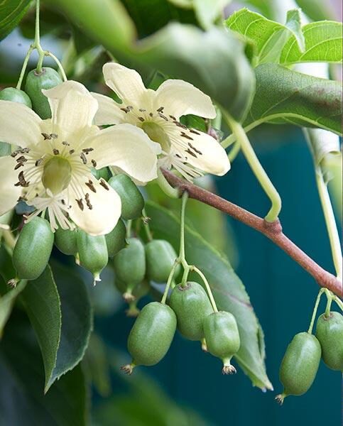 Asā aktinīdija. Actinidia arguta. Sēklas.