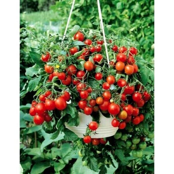 Bajaya. Red pot tomatoes seeds.
