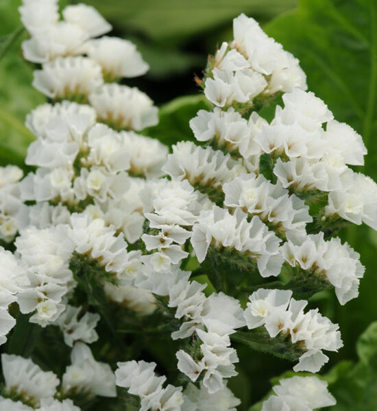 Jomotās limonijas baltas. Limonium sinuatum pacific.