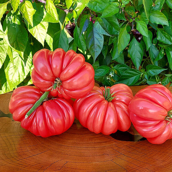  Lattring Beauty. Latring Beleza. Sementes de tomate.