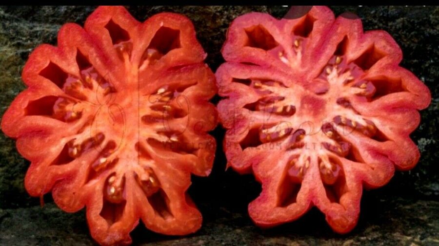  Lattring Beauty. Latringas skaistule. Tomātu sēklas.