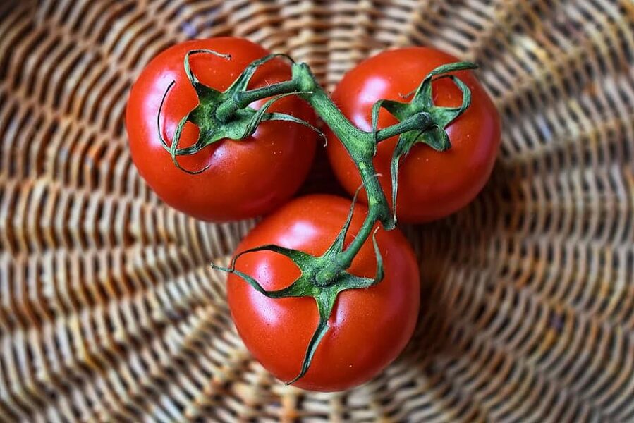 Betalux. Tomates de campo. Sementes.