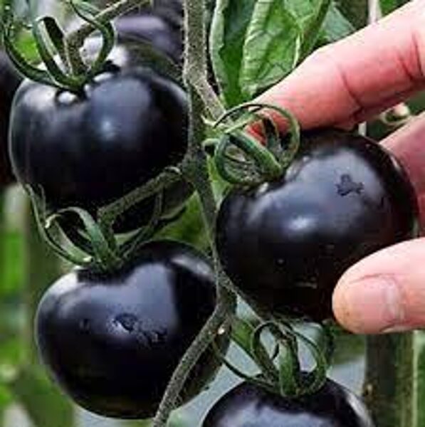 Black ball. Black tomato seeds.