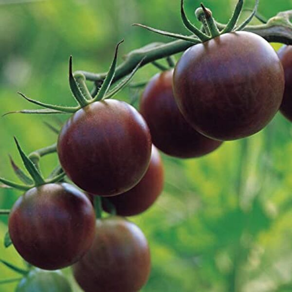 Black Cherry. Cerise noire. Graines de tomates.