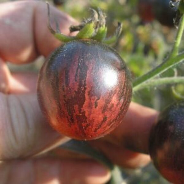 Black strawberry. Tomato seeds.