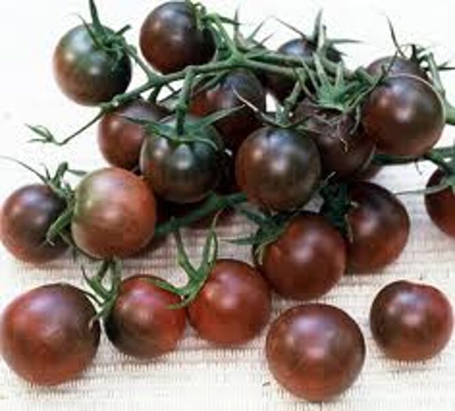 Brown berry. Pot, greenhouse, tomato seeds.
