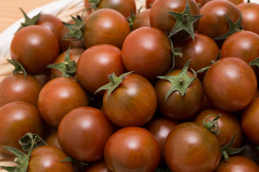 Brown berry. Pote, estufa, sementes de tomate.