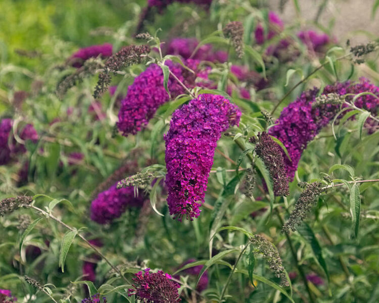 Budleja. Krūmu sēklas. Buddleja davidii. 