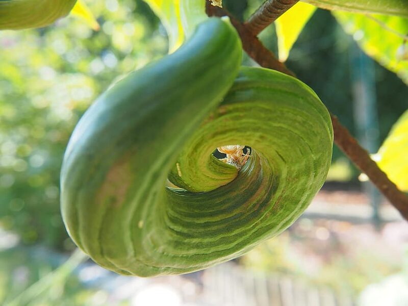 Chinesse slagen gurķi. Sēklas. Cucumis sativus. 