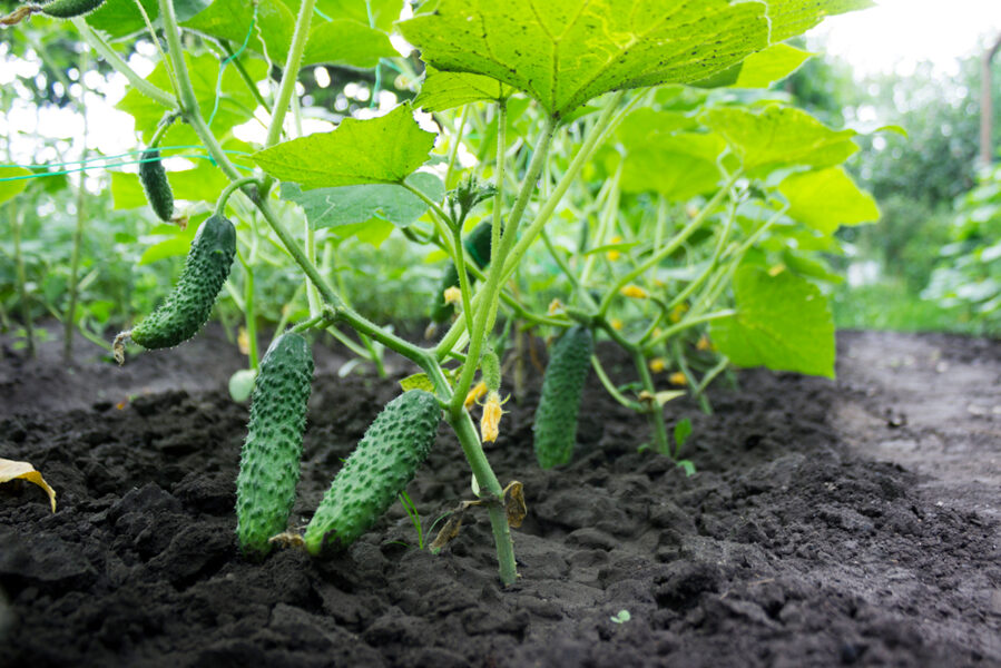 Cornichon de Paris. Cucumbers. Cucumis sativus L.