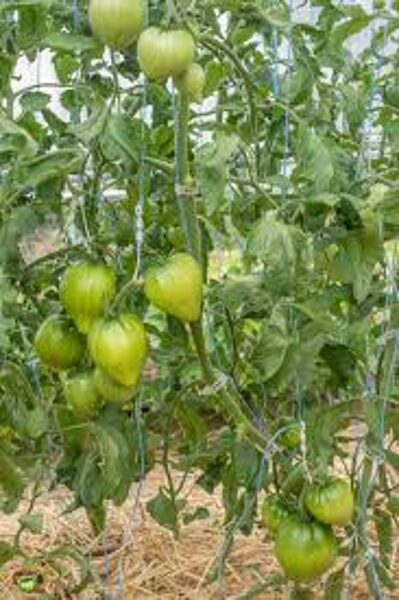 CHORNOYE SERDCE OT BORISOVNI. Tomato seeds.
