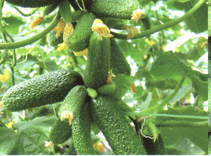 Dirigent RZ F1. gurķi. Sēklas.