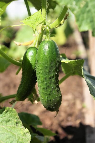 Dirigent RZ F1. Cucumbers. Cucumis sativus L. Seeds.