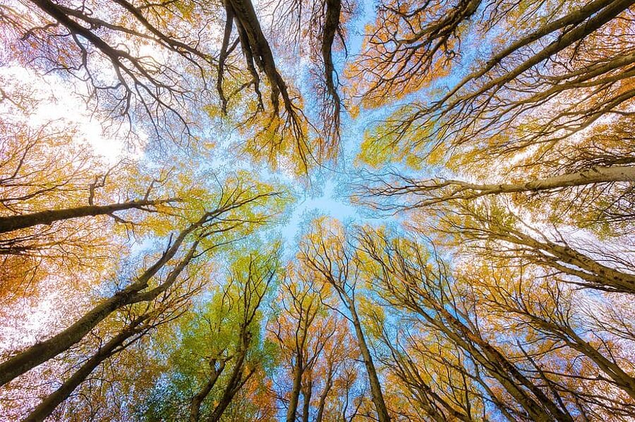 Dižskābardis. Fagus sylvatica. Sēklas.