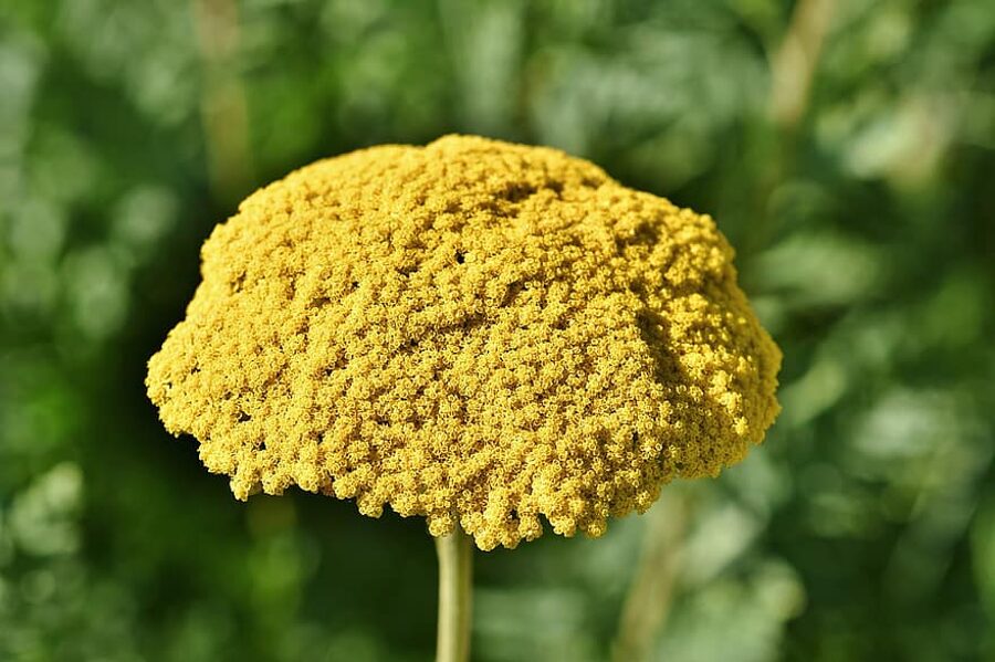 Gul ryllik. Achillea filipendulina. Frø.