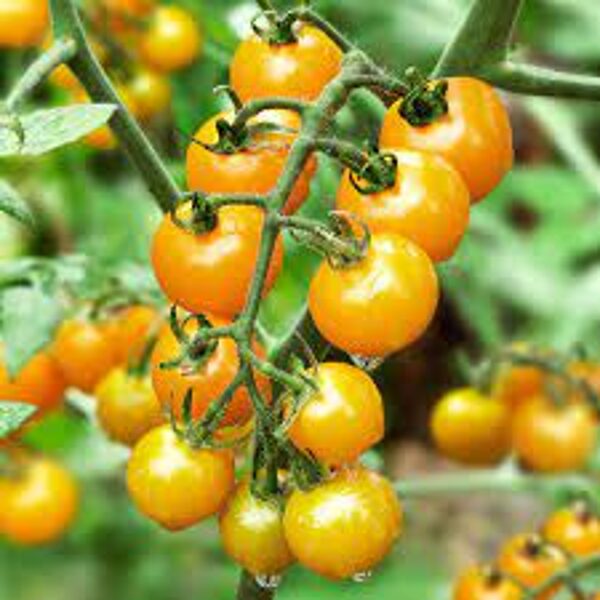 Yellow peas.Sementes de tomate. Para campos e estufas.