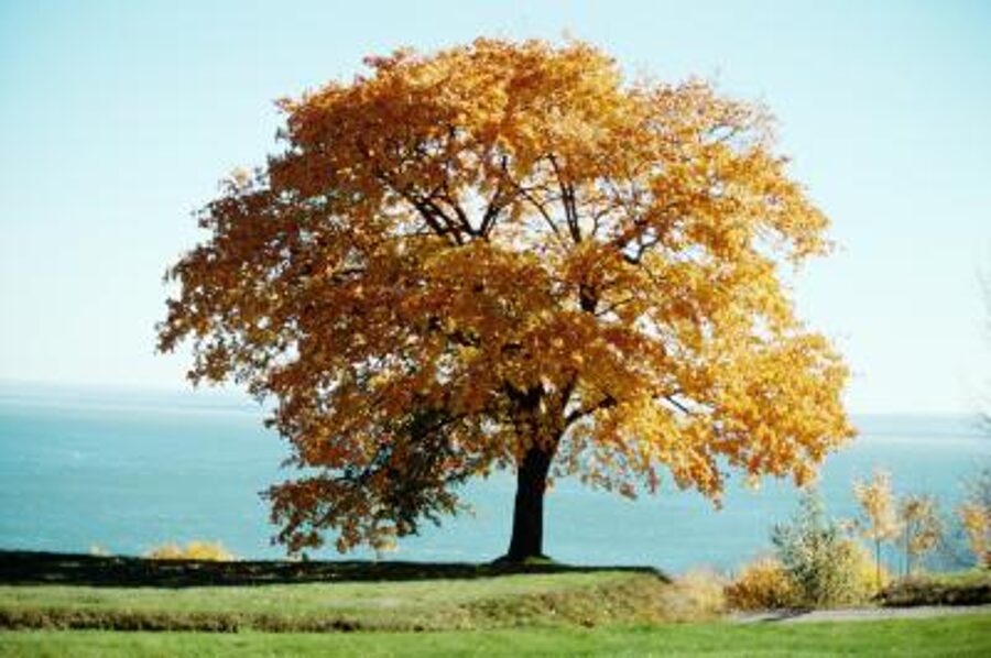 Rietumu dzelzskoks. Celtis occidentalis. Sēklas.