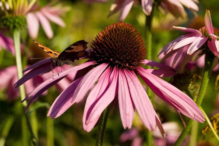 Ehinācija. Echinacea purpurea.