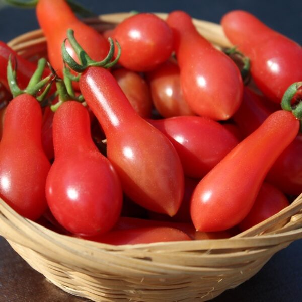 Elf tears. Sementes de tomate.