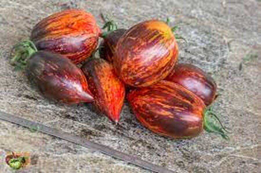 Gargamel. Greenhouse tomato seeds.