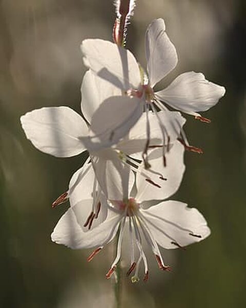 Gaura. Perennial flower seeds.