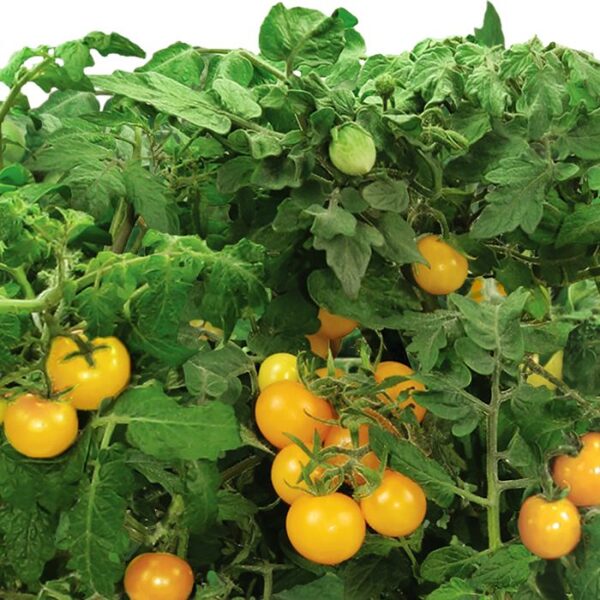 Golden cherry H. Tomatoes. Lot. Lycopersicon esculentum Mill.