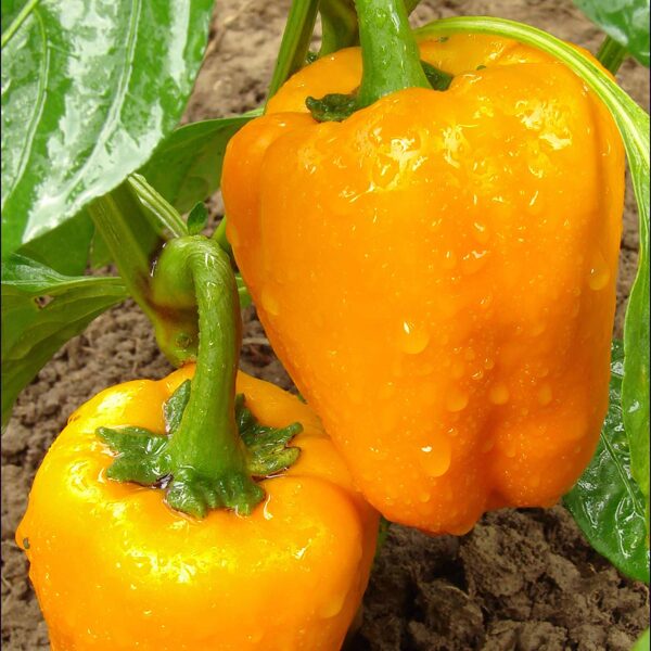 Paprika Gourmet. Capsicum annum L. 