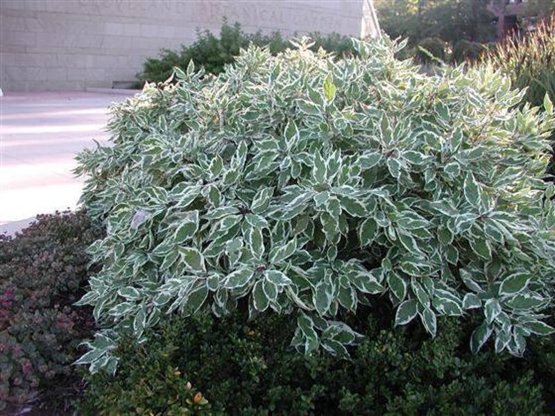 Grimonis.  Sibirica Variegata. Cronus Alba. Sēklas. 